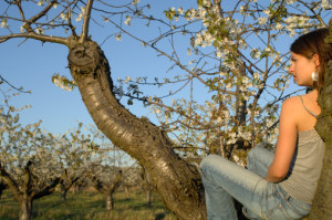 sitting in a fruit tree  149988508