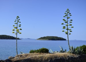 Island in ocean agava (2)
