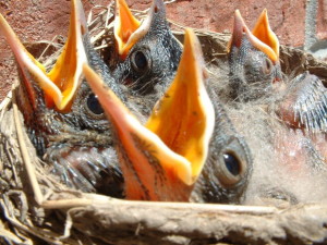 Nest of open mouths file000285736644