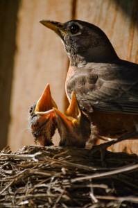 Open your mouth wide  Robin_2_